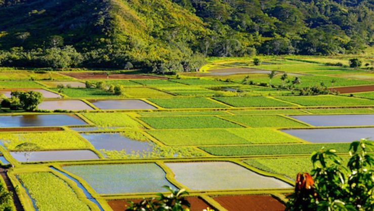 buying property for sale in hawaii